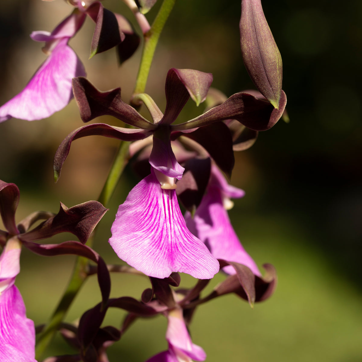 Encyclia cordigera (Large-Lipped Encyclia)