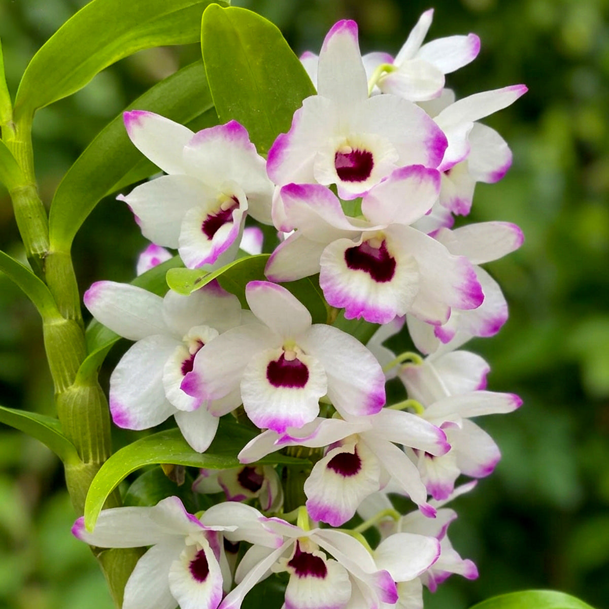 Dendrobium nobile (Dendrobio noble)