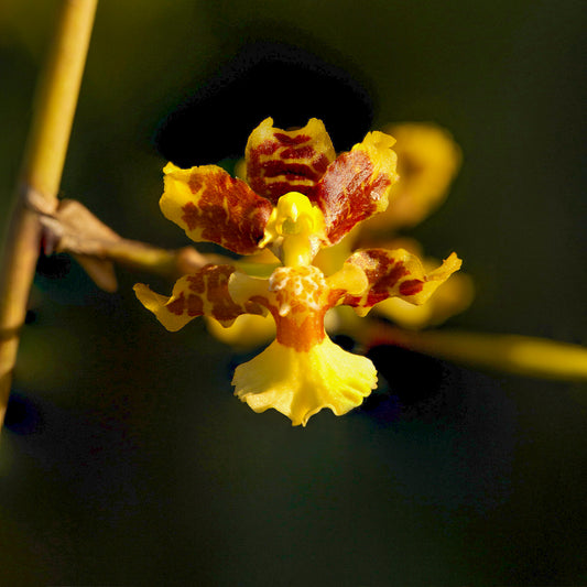 Oncidium leleui (Orquídea Danzante)