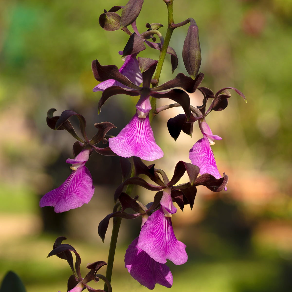 Encyclia cordigera (Large-Lipped Encyclia)
