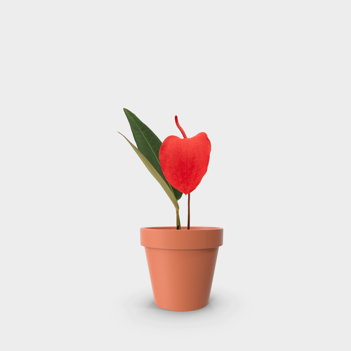 Anthurium scherzerianum (Anturio Cola de Cochino)