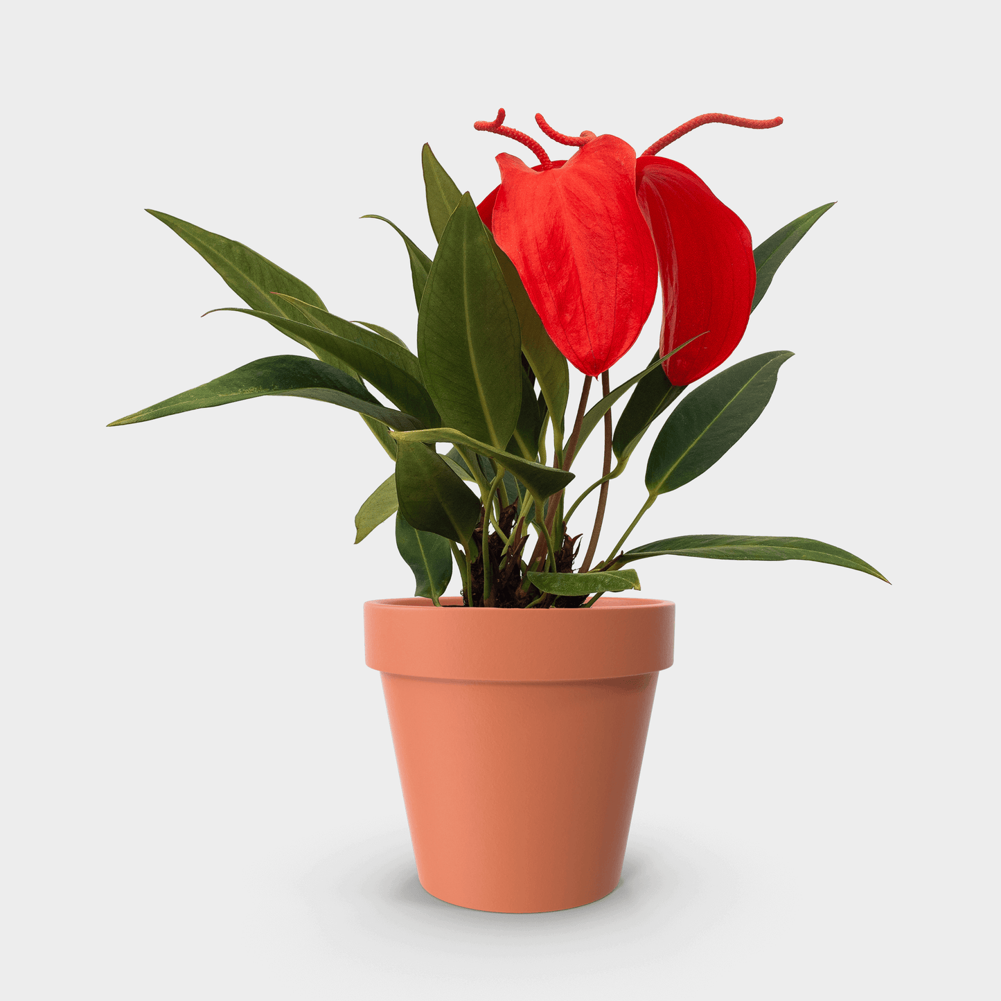 Anthurium scherzerianum (Anturio Cola de Cochino)
