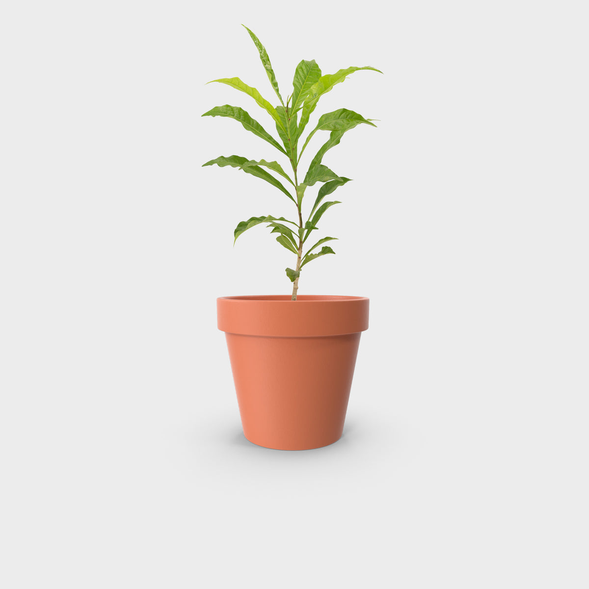 Crescentia sujete