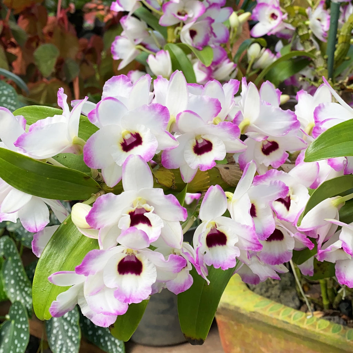 Dendrobium nobile (Dendrobio noble)