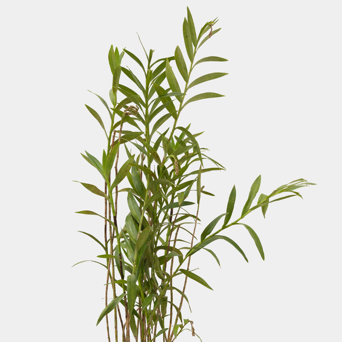 Epidendrum cristatum