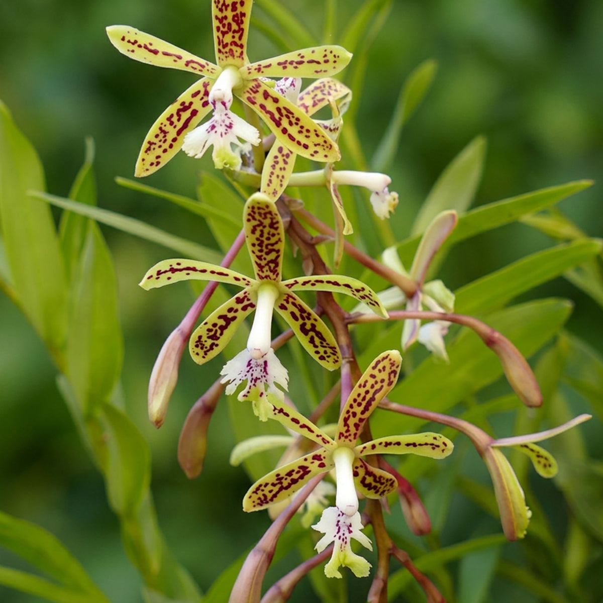 Epidendrum cristatum