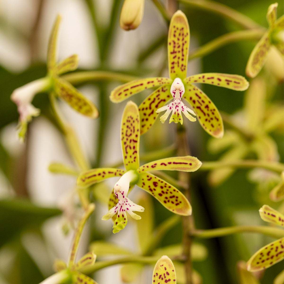 Epidendrum cristatum