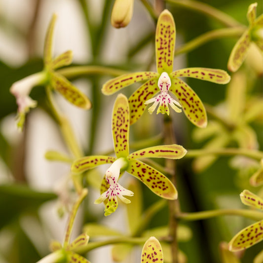 Epidendrum cristatum