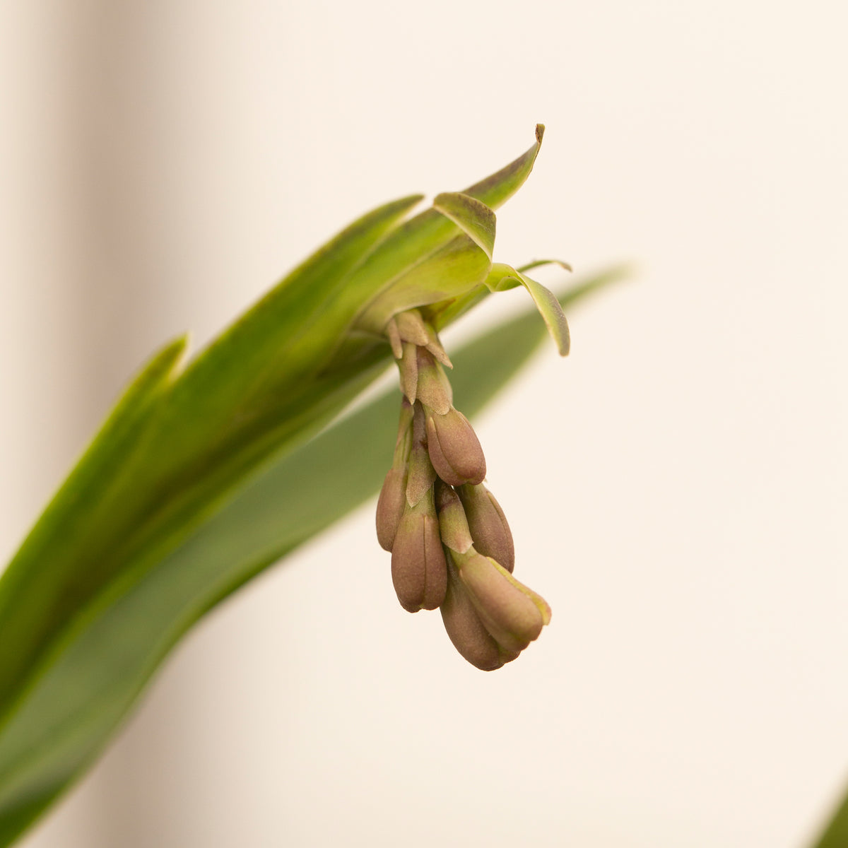 Epidendrum cristatum