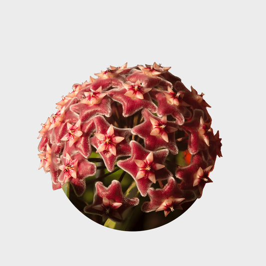 Hoya carnosa (Flor de Cera)