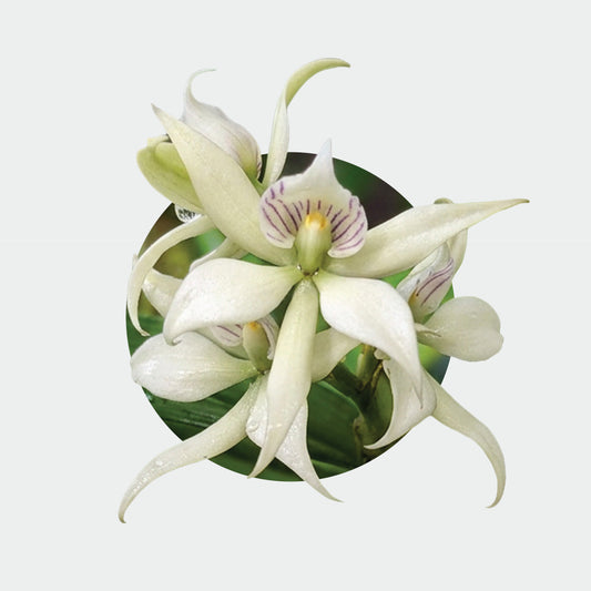 Prosthechea x fragrans (Orquídea fragante)