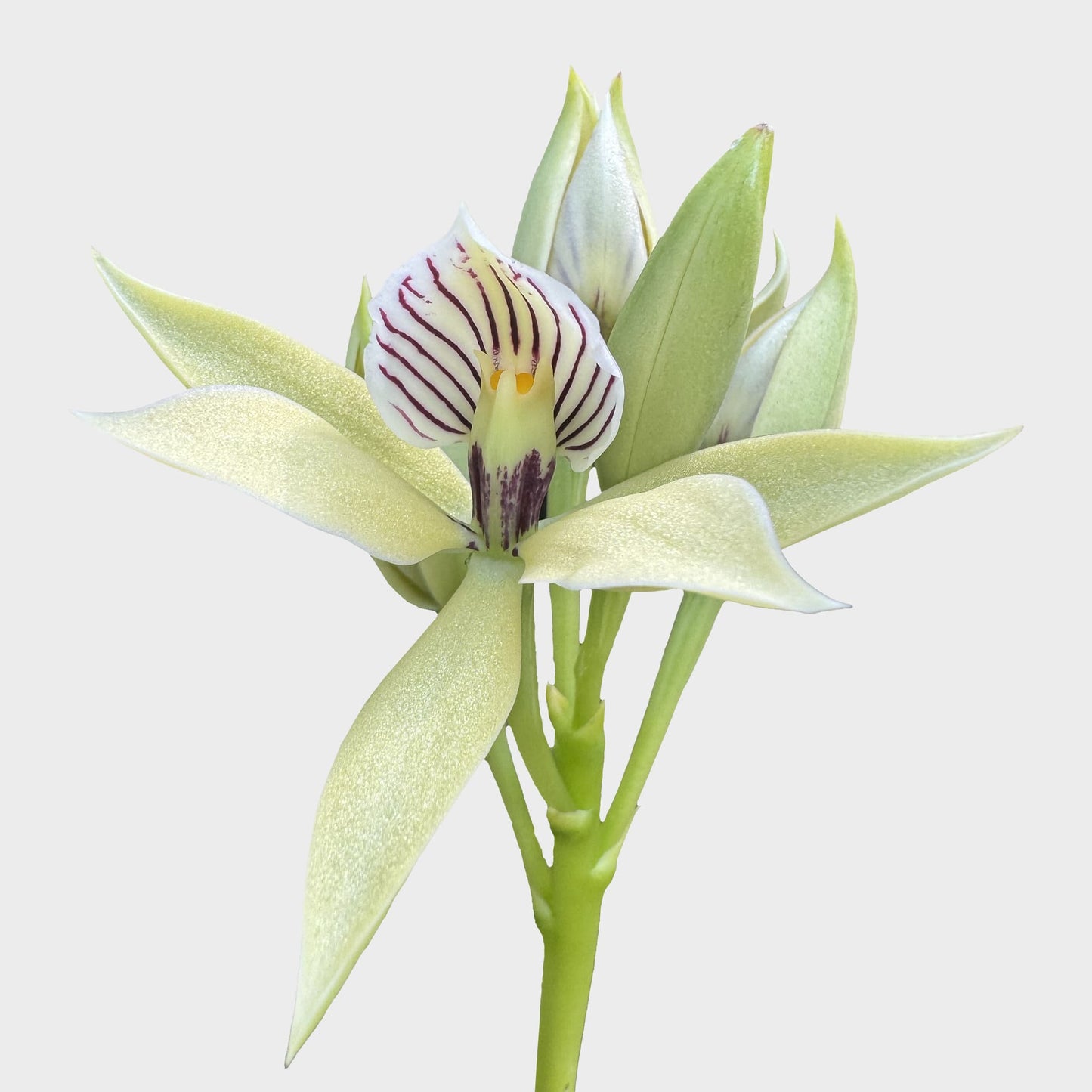 Prosthechea chacaoensis (Falsa Vainilla)