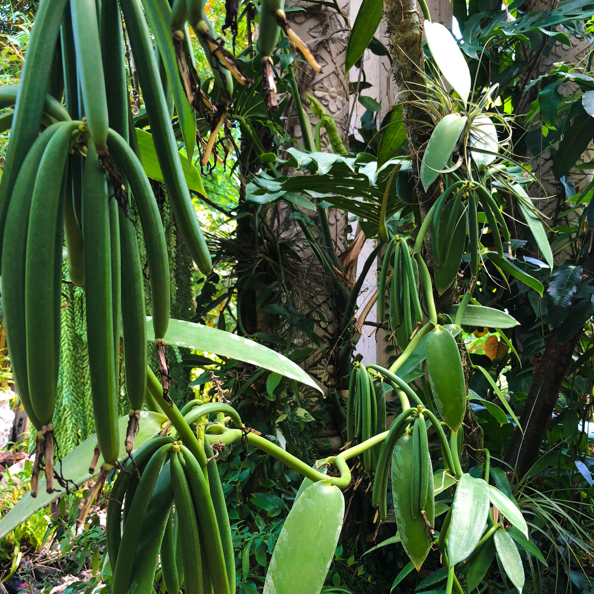 Vanilla planifolia (Vanilla)