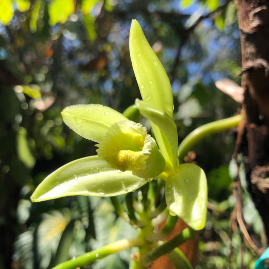 Vanilla planifolia (Vanilla)